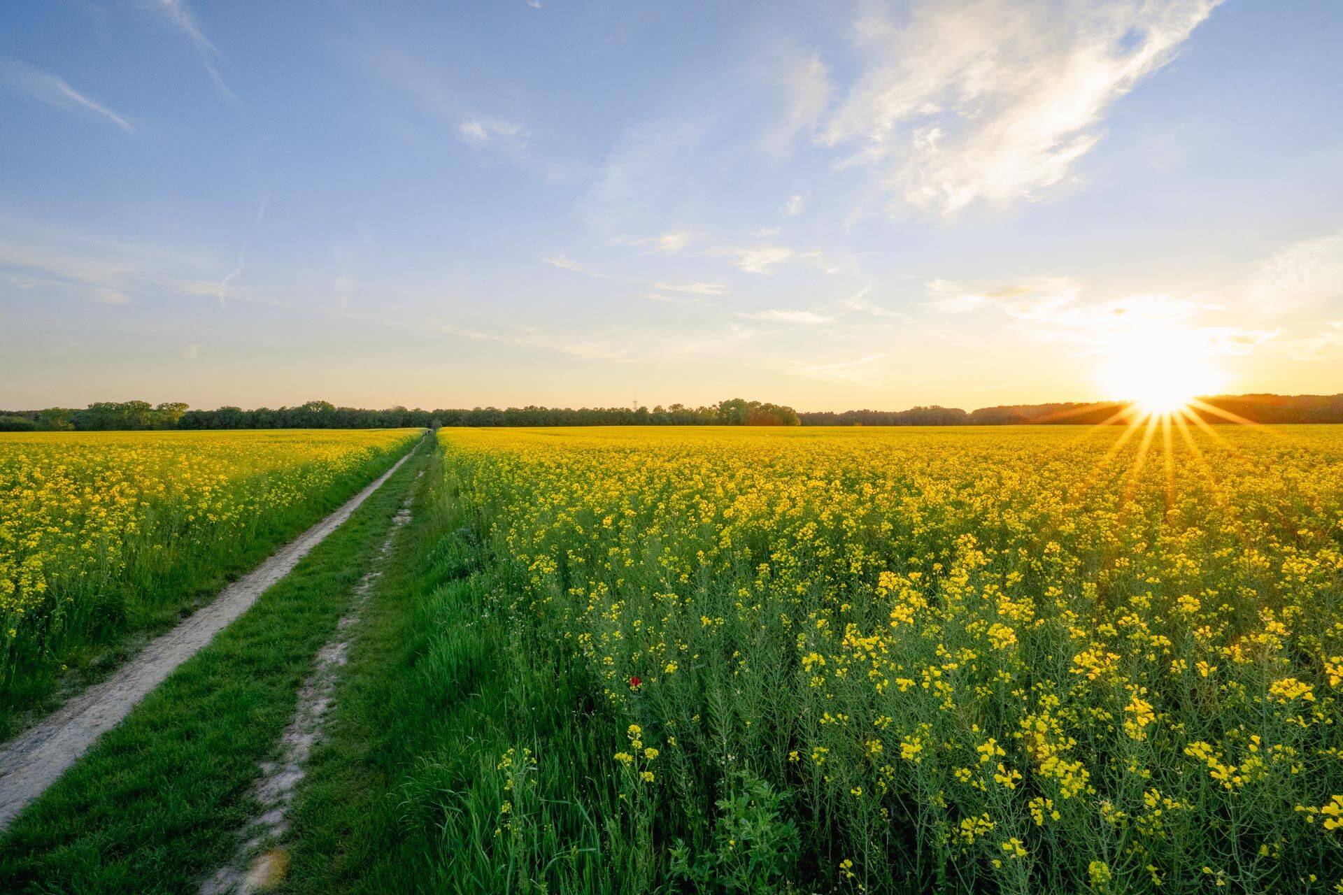 Rapsfeld bei Sonnenuntergang